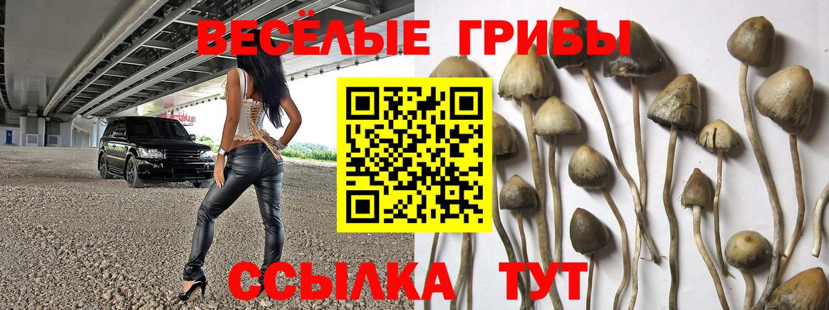 Псилоцибиновые грибы Psilocybine cubensis Дубна